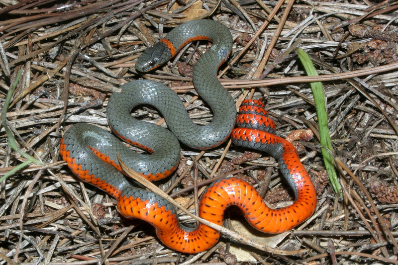 Image of Ring-necked Snake