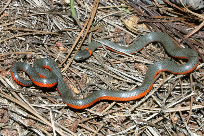 Image de Diadophis punctatus (Linnaeus 1766)