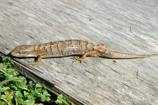 Image of Southern Alligator Lizard