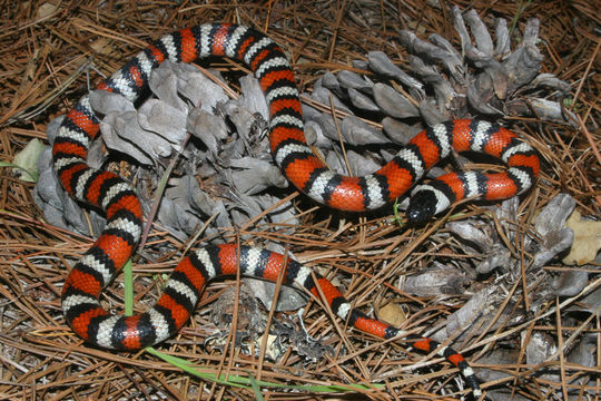 Image of California Mountain Kingsnake