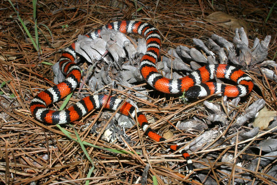 Image of California Mountain Kingsnake