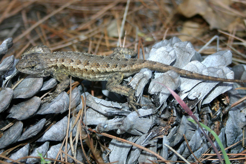 Image of Western Fence Lizard