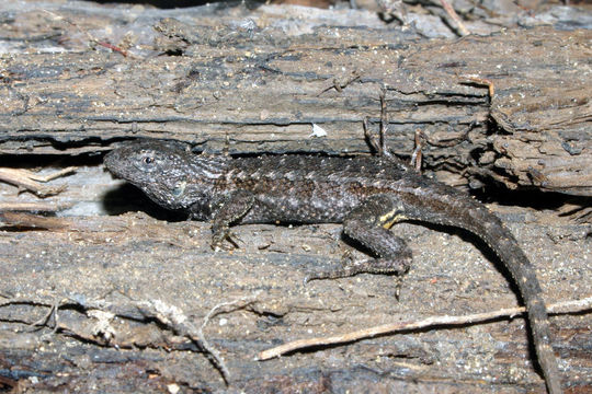 Image of Western Fence Lizard