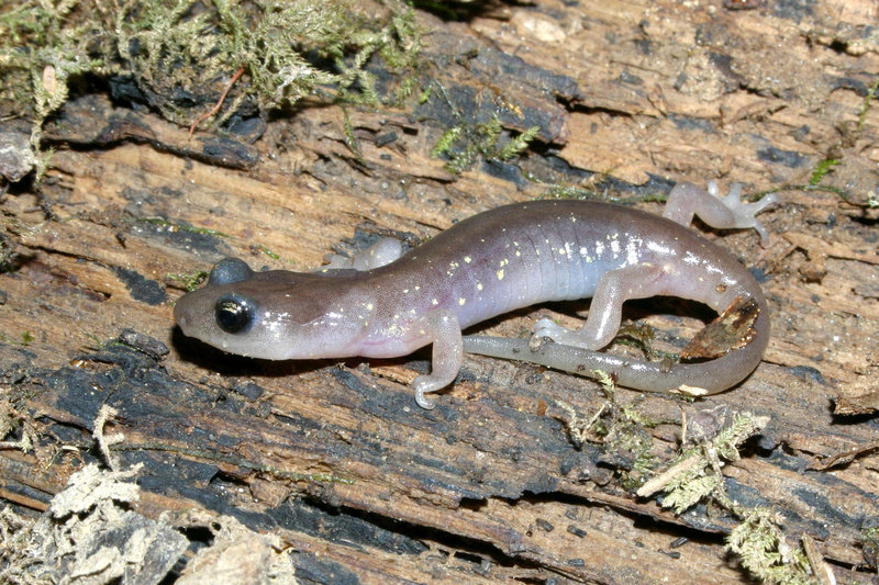 Image of Arboreal Salamander