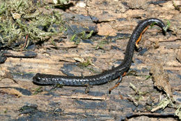 Image of Gabilan Mountains Slender Salamander