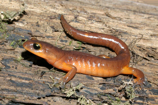 Image of Common Ensatina