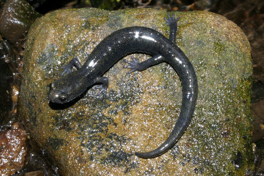 Image of Black Salamander