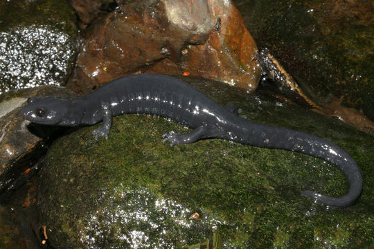 Image of Black Salamander