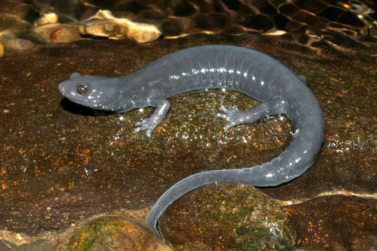 Image of Black Salamander