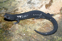 Image of Black Salamander