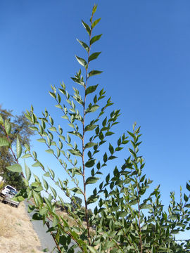 Imagem de Ulmus parvifolia Jacq.