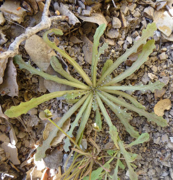 Image of woolly desertdandelion