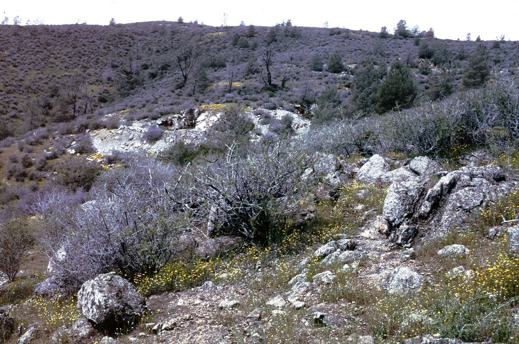 Image of Rawhide HIll onion