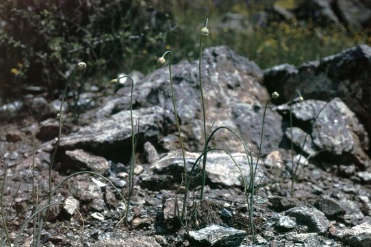 Image of Rawhide HIll onion