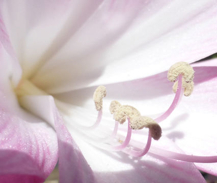 Amaryllis belladonna L. resmi