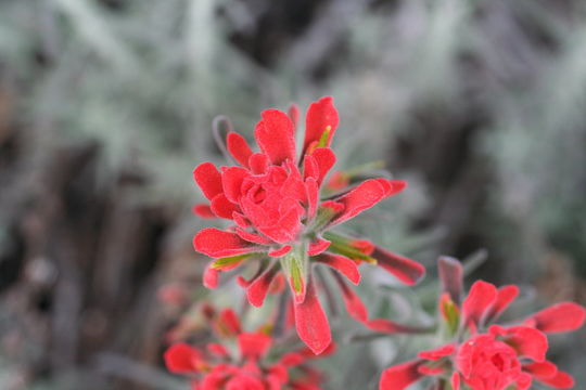 Слика од Castilleja foliolosa Hook. & Arn.