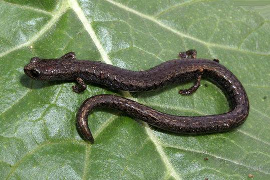 Image of Gabilan Mountains Slender Salamander