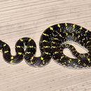 Image of Yellow-spotted Wolf Snake