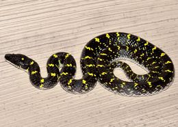 Image of Yellow-spotted Wolf Snake