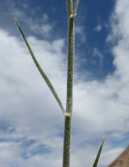 Image of big galleta