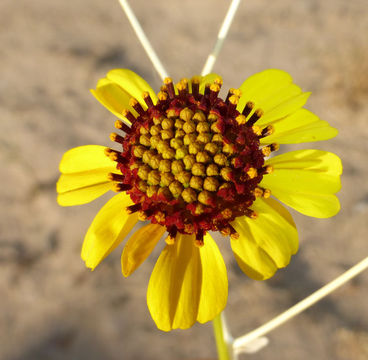 Sivun Encelia farinosa A. Gray ex Torr. kuva