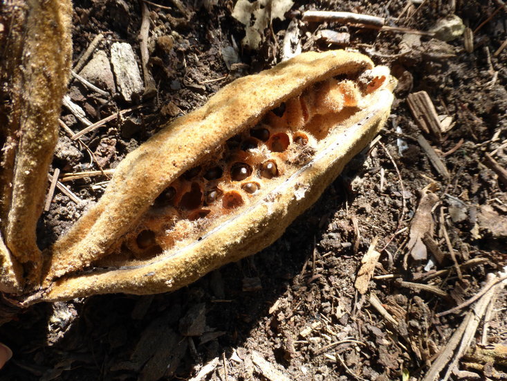 Image of Brachychiton discolor F. Müll.