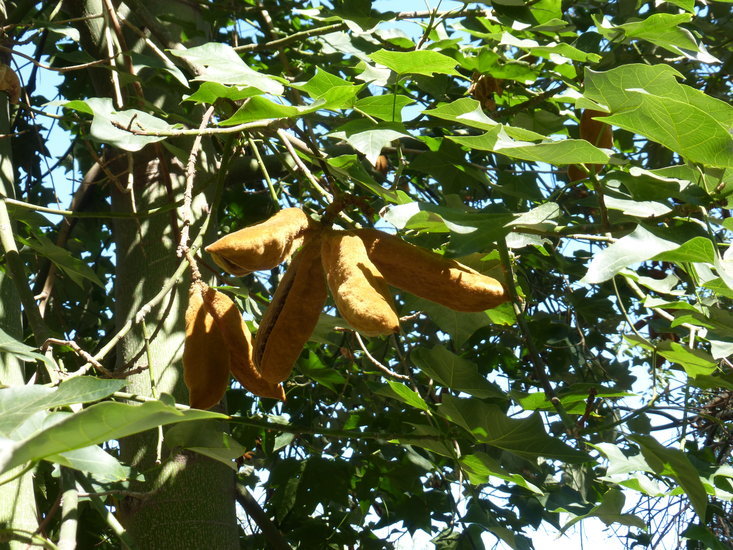 Image of Brachychiton discolor F. Müll.