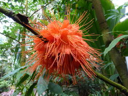 Image de Brownea macrophylla Linden