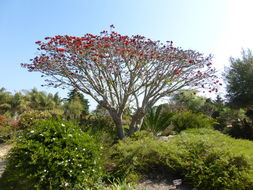 Image of Coast coral-tree