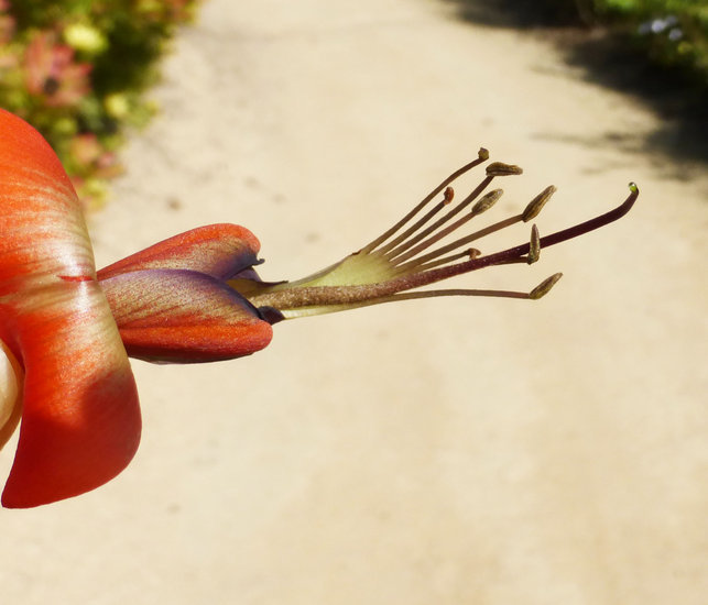 Image of Coast coral-tree