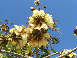 Image of Coast coral-tree