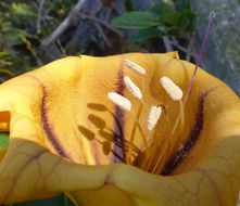 Image of Hawaiian Lily