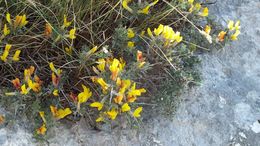 Image of Cytisus spinescens C. Presl