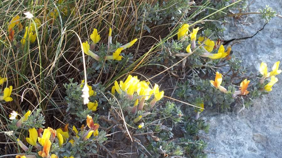 Image of Cytisus spinescens C. Presl