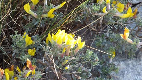 Слика од Cytisus spinescens C. Presl