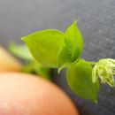 Image of Rocky Mountain Starwort