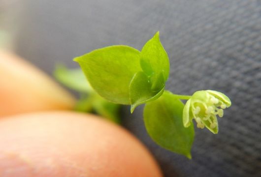 Image of Rocky Mountain Starwort