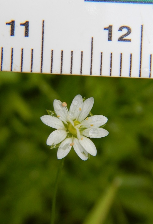 Imagem de Stellaria longifolia (Regel) Muhl. ex Willd.