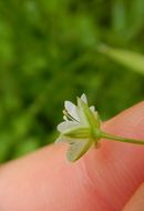 Image of longleaf starwort