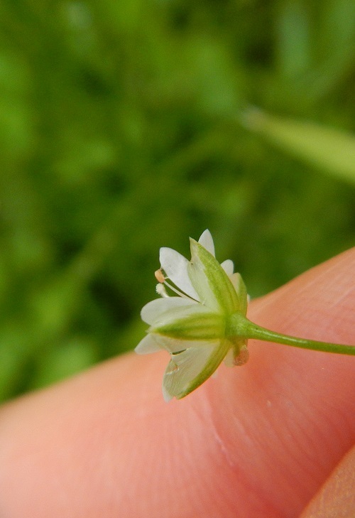 Imagem de Stellaria longifolia (Regel) Muhl. ex Willd.