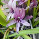 Image of <i>Orobanche californica</i> ssp. <i>grayana</i>