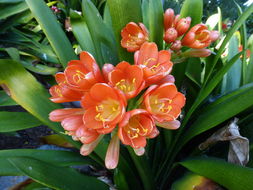 Imagem de Clivia miniata (Lindl.) Verschaff.