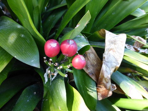 Image of bush lily