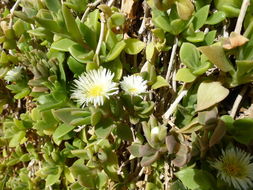 Imagem de Delosperma tradescantioides (Berg.) L. Bol.