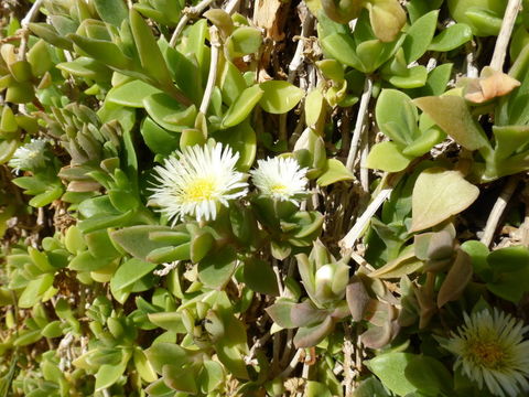 Imagem de Delosperma tradescantioides (Berg.) L. Bol.