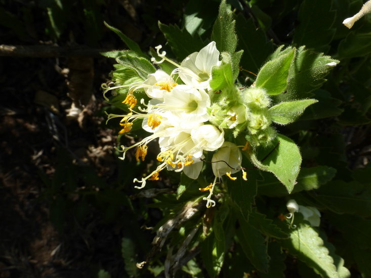 Plancia ëd Cantua quercifolia Juss.