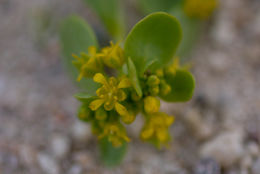 Imagem de Lepidium flavum Torr.