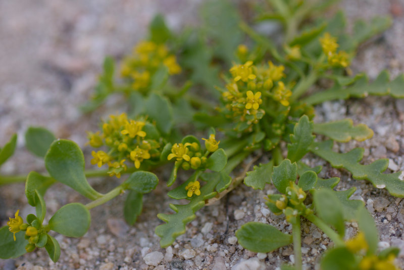 Image of yellow pepperweed