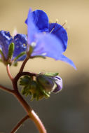 Image of Charlotte's phacelia