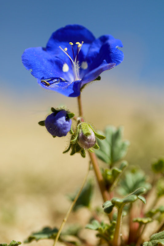 Image of Charlotte's phacelia